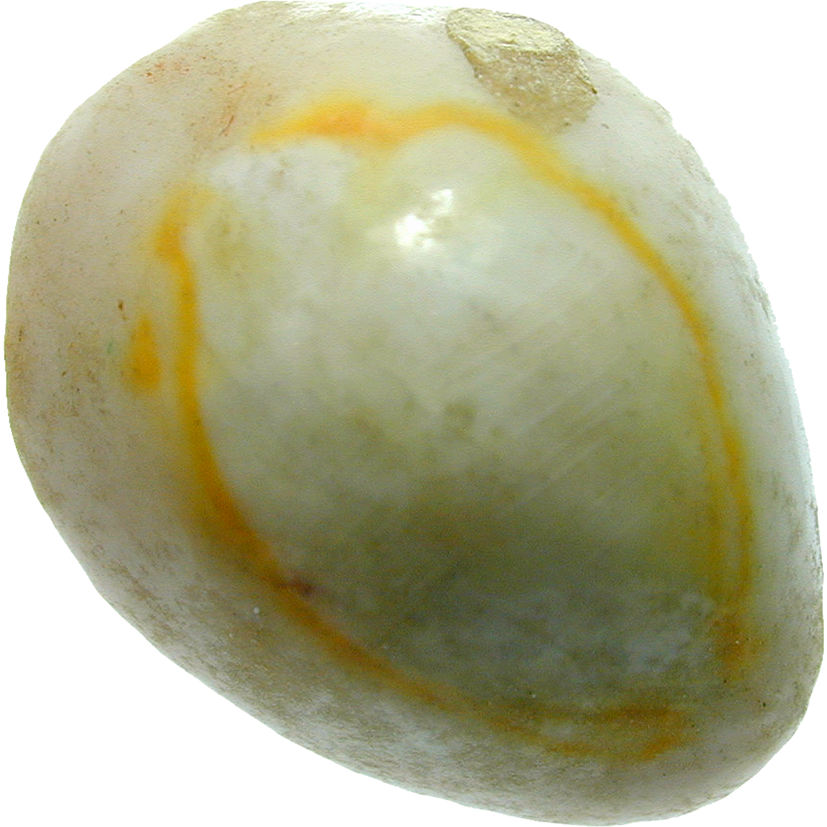 Africa to Asia, Cowrie Shell Cypraea annulus (reverse)