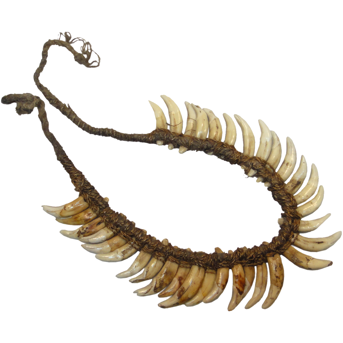 Indonesia/Papua New Guinea, necklace of dog teeth (obverse)