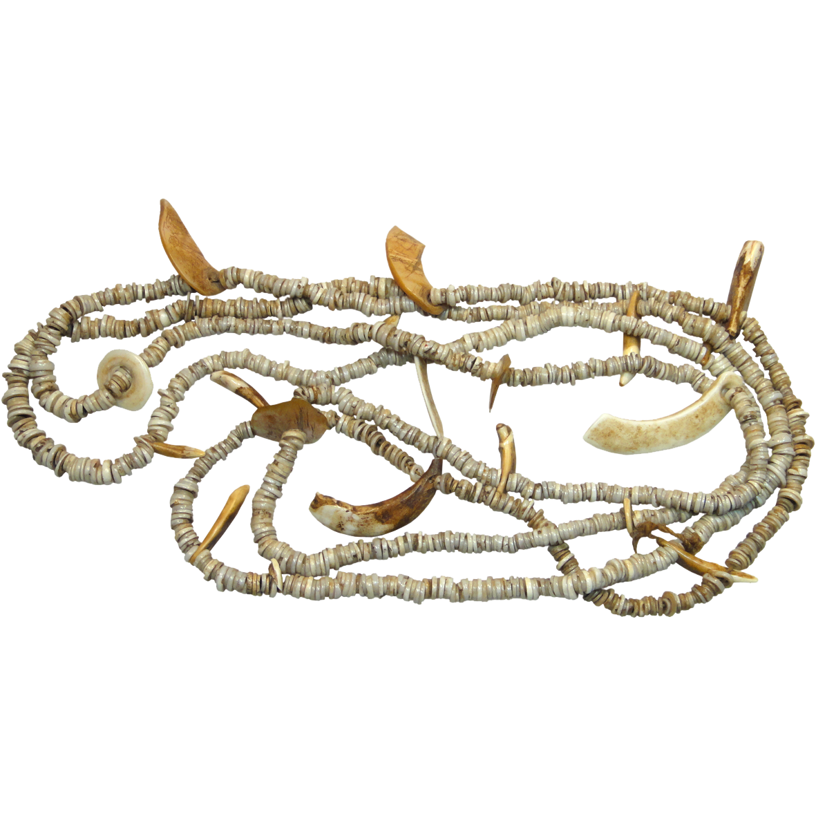 Papua-Neuguinea, Stamm der Abelam, Scheibchenperlenkette aus kleinen Konusschnecken mit Tierzähnen und Muschelteilen (obverse)