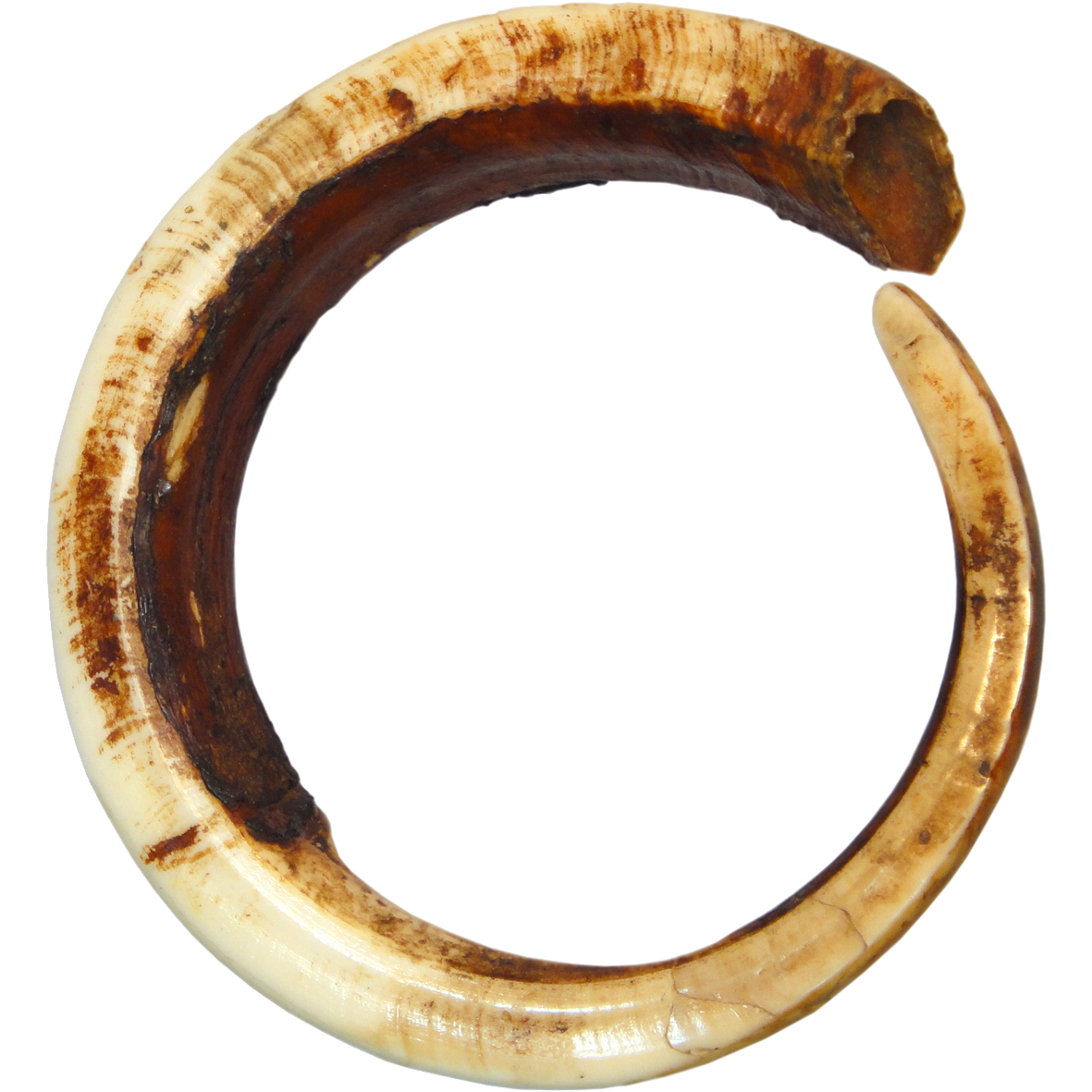 Papua New Guinea, North-East Coast, Full Circle Boar Tusk (restored) (obverse)