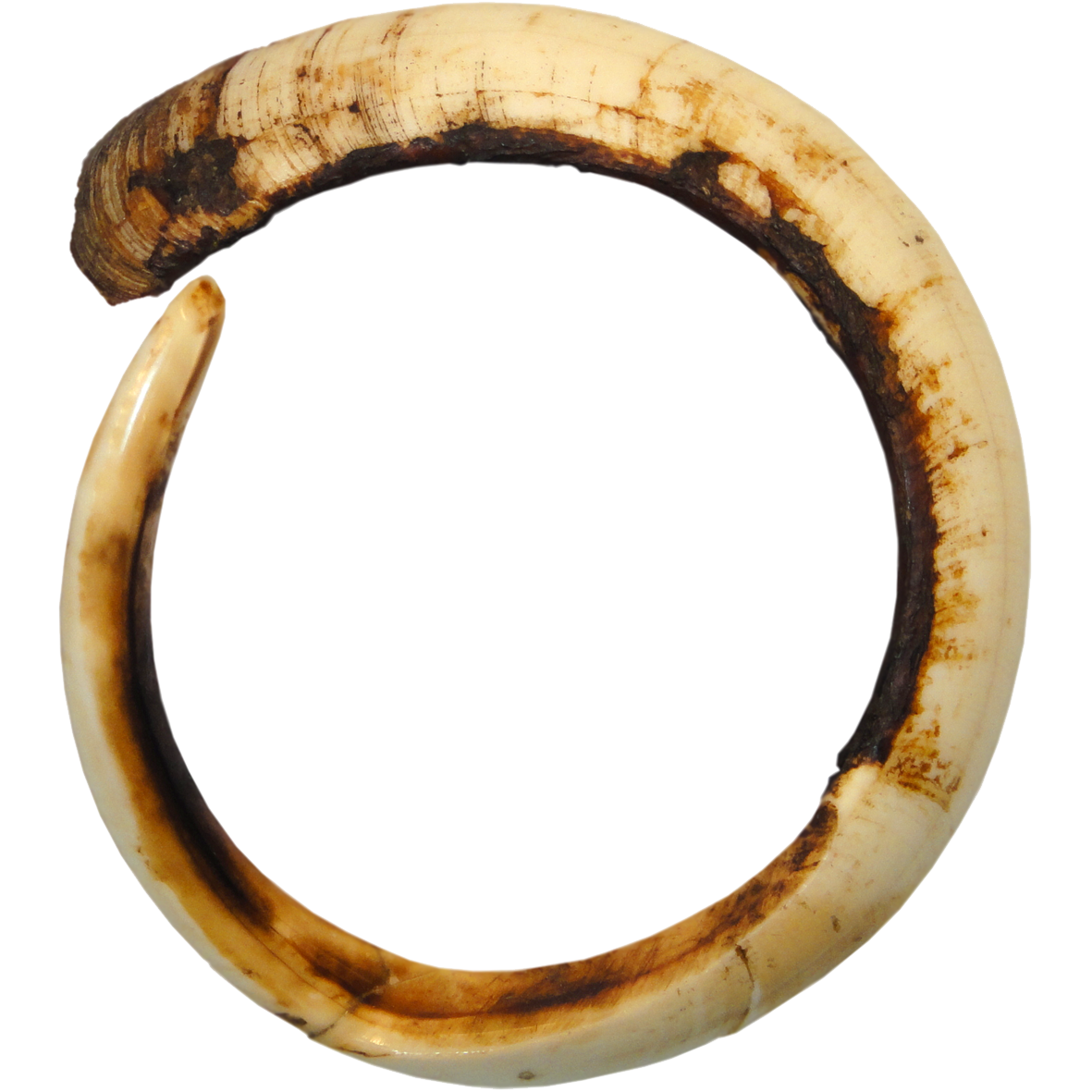 Papua New Guinea, North-East Coast, Full Circle Boar Tusk (restored) (reverse)